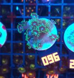Goniopora stokesi GREEN (096)