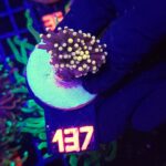 Euphyllia glabrescens Yellow Tip 1h (137)