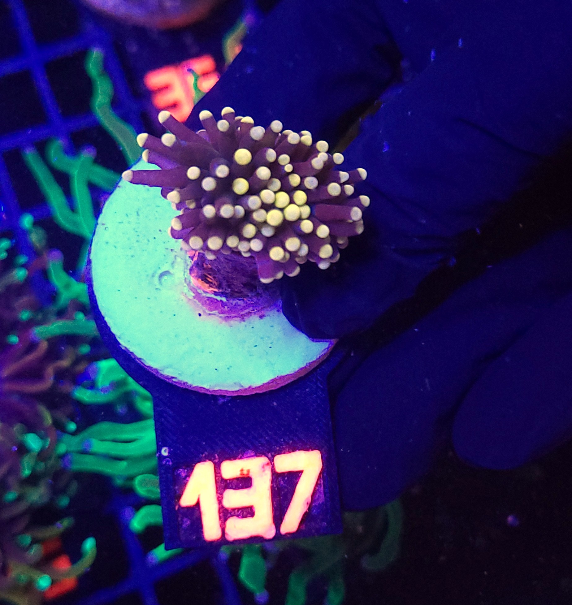 137 Euphyllia glabrescens Yellow Tip 1h (137) - obrazek 1