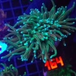 Euphyllia glabrescens Light Blue Tip 4h (164)