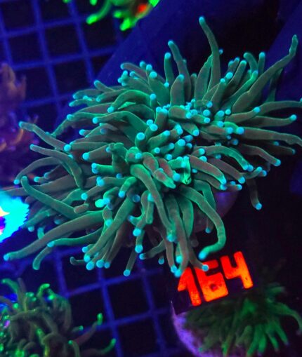 Euphyllia glabrescens Light Blue Tip 4h (164)