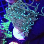 Euphyllia glabrescens Light Blue Tip 3h (164)