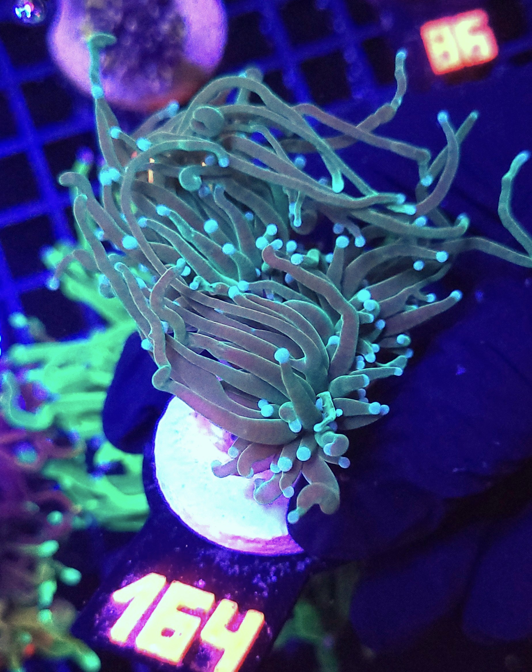 164 Euphyllia glabrescens Light Blue Tip 3h (164) - obrazek 1
