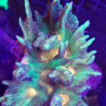 Pectinia sp. 1