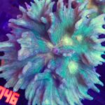 Pectinia sp. 2
