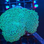 Alveopora spongiosa 2