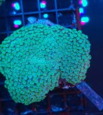 Alveopora spongiosa 2