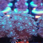 Alveopora BLUE CENTER (471)