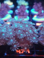 Alveopora BLUE CENTER (471)