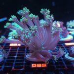 Goniopora stokesi GREEN (085)