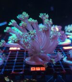 Goniopora stokesi GREEN (085)