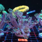 Goniopora stokesi GREEN (096)