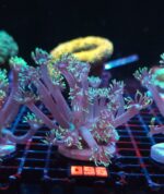 Goniopora stokesi GREEN (096)