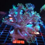 Goniopora stokesi GREEN (398)