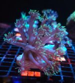 Goniopora stokesi GREEN (398)