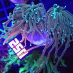 Euphyllia glabrescens Light Blue Tip 2h (250)