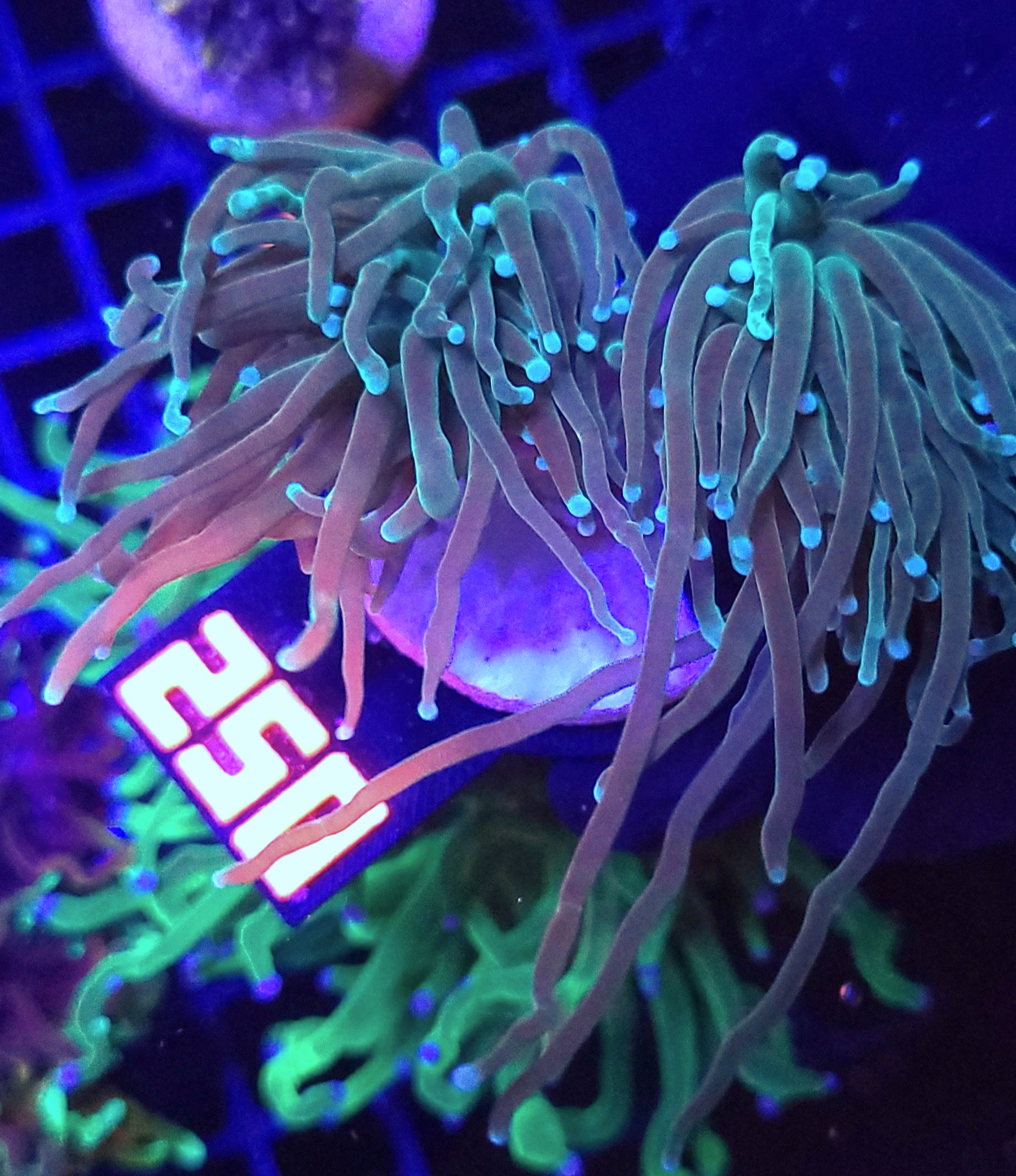250 Euphyllia glabrescens Light Blue Tip 2h (250) - obrazek 1