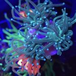Euphyllia glabrescens Light Blue Tip 3h (283)