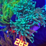 Euphyllia glabrescens Light Blue Tip 3h (283)
