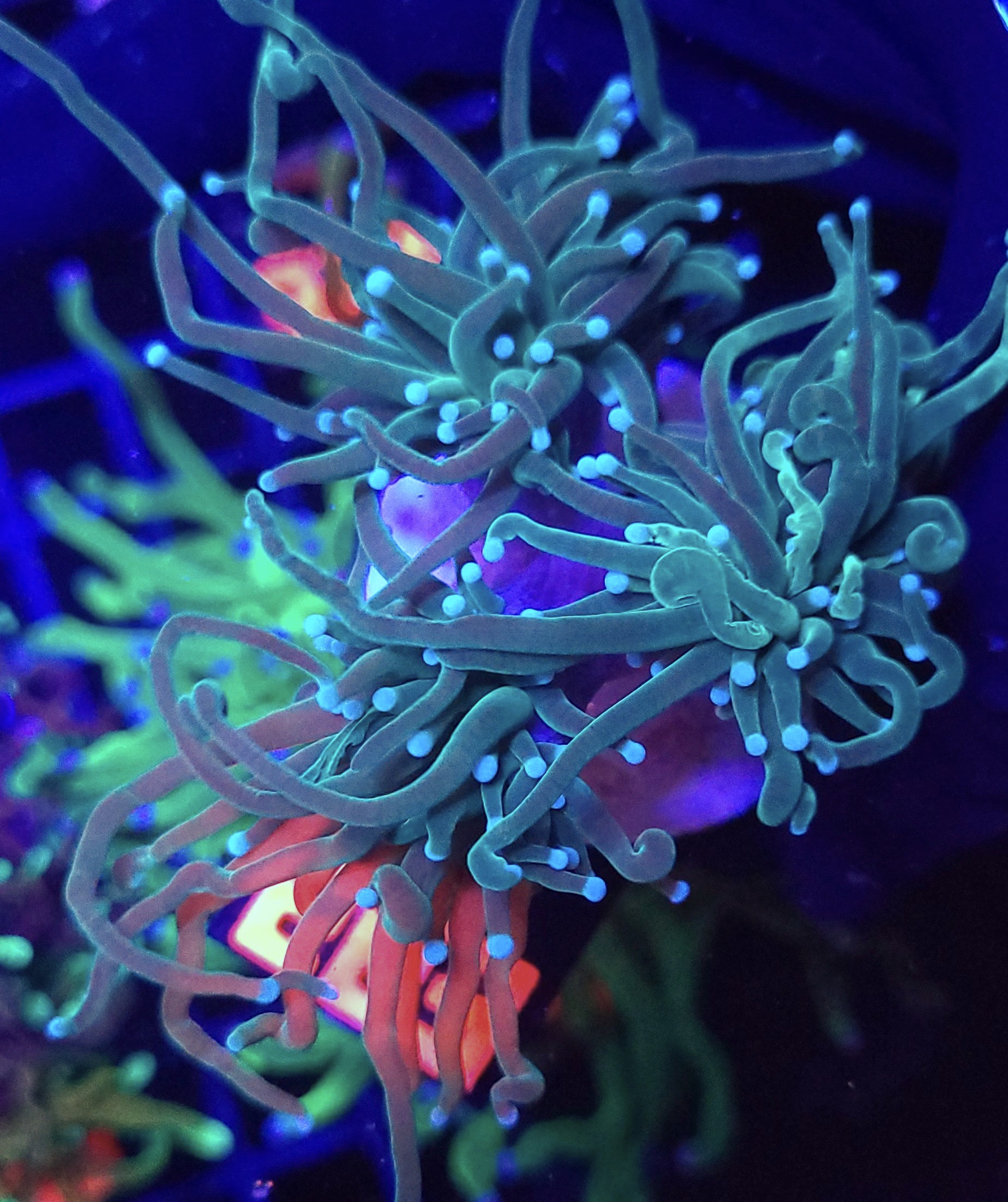 283 Euphyllia glabrescens Light Blue Tip 3h (283) - obrazek 1