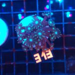 Alveopora spongiosa BLUE CENTER (313)