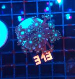 Alveopora spongiosa BLUE CENTER (313)