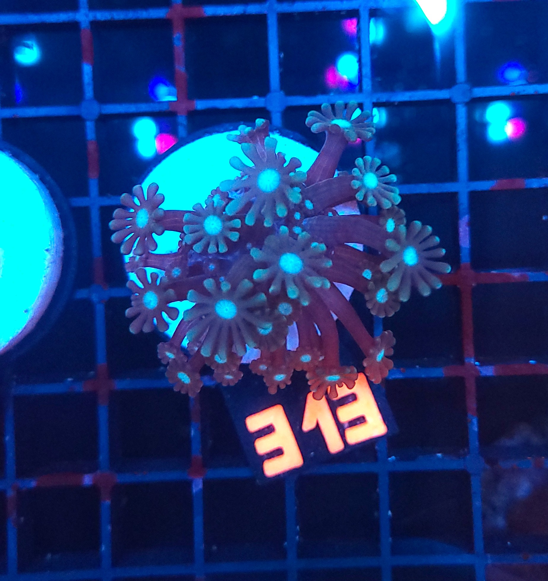 313 Alveopora spongiosa BLUE CENTER (313) - obrazek 1