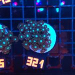 Alveopora spongiosa BLUE CENTER (321)