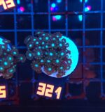 Alveopora spongiosa BLUE CENTER (321)