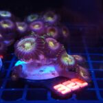 Zoanthus Nirvana Premium (322)
