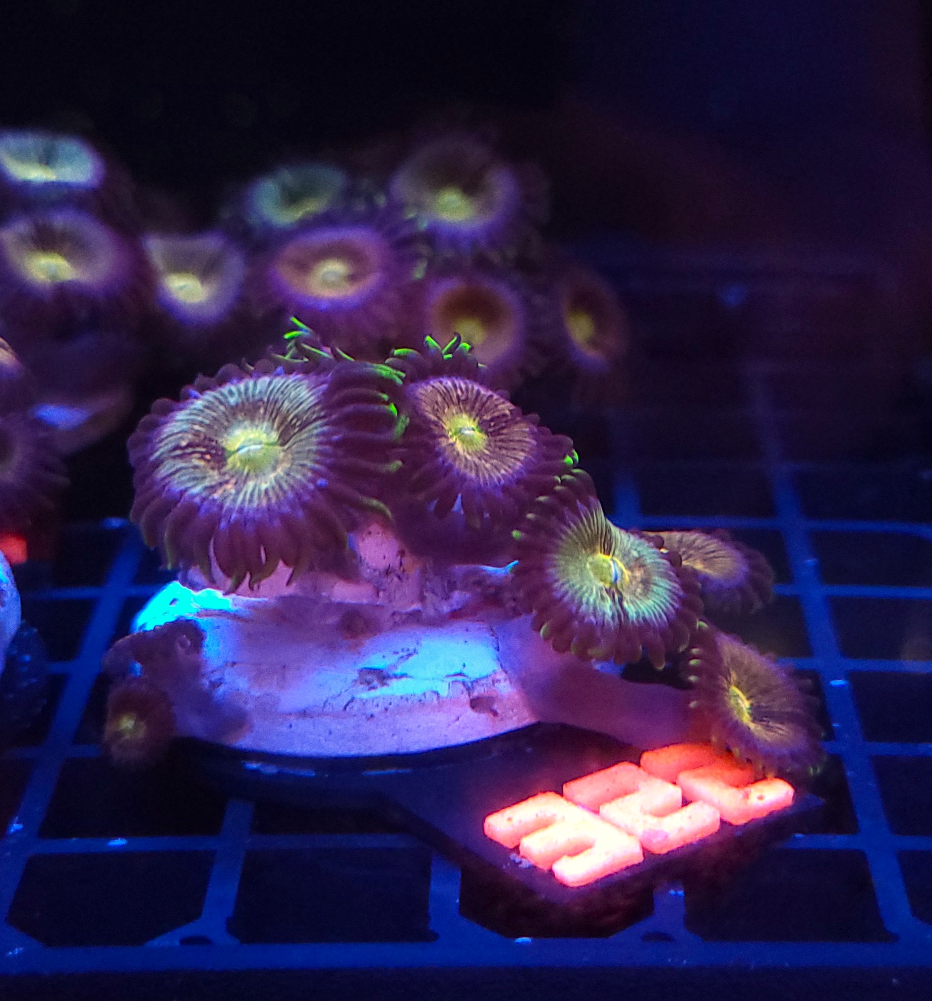 322 Zoanthus Nirvana Premium (322) - obrazek 1