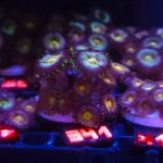 Zoanthus Nirvana Premium (341)