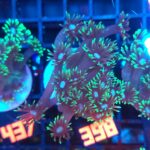 Goniopora stokesi GREEN (398)