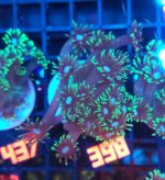 Goniopora stokesi GREEN (398)