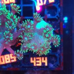 Goniopora stokesi GREEN (434)