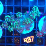 Goniopora stokesi GREEN (437)