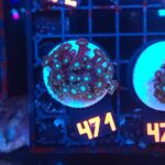 Alveopora spongiosa BLUE CENTER (471)