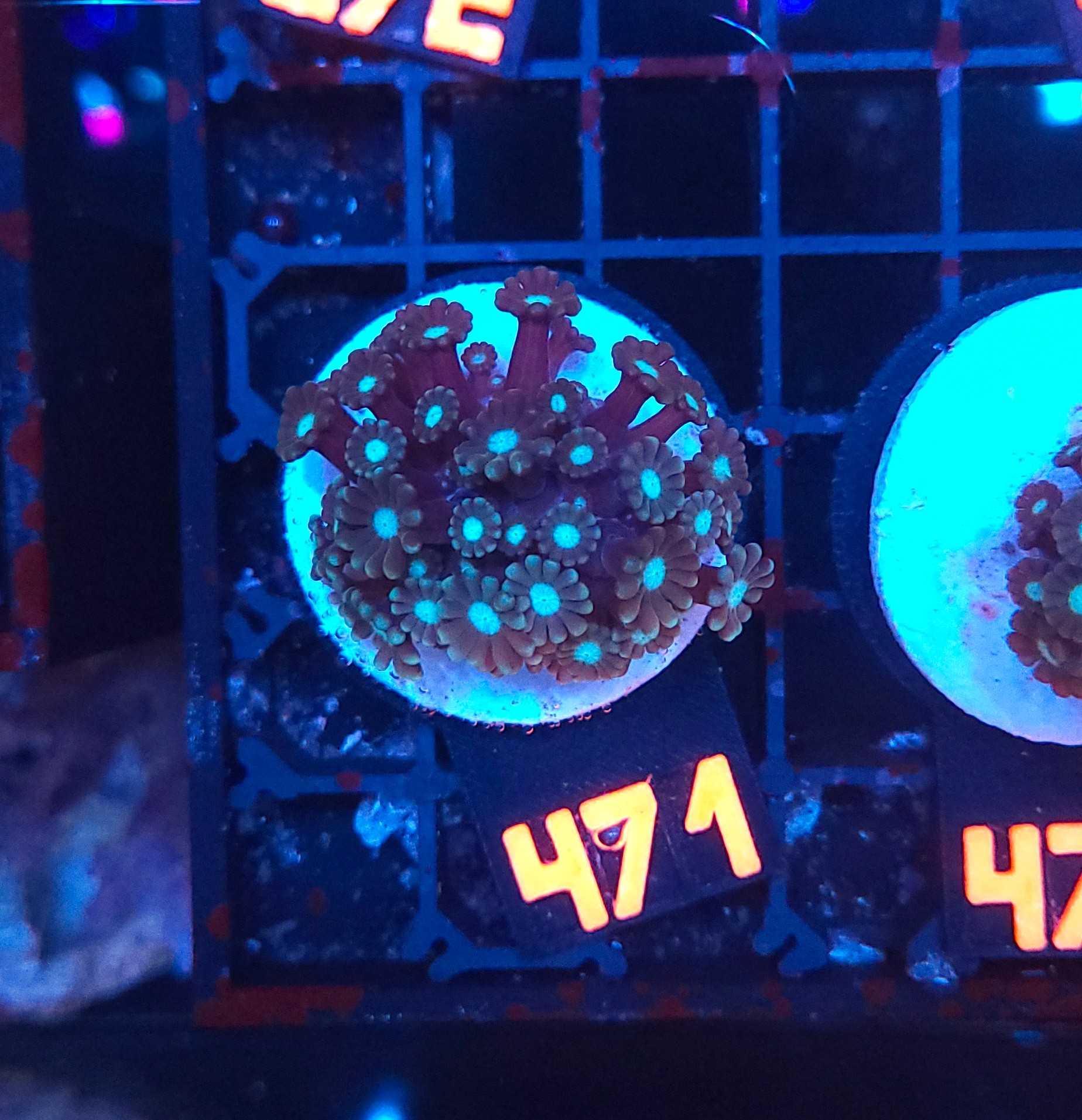 471 Alveopora spongiosa BLUE CENTER (471) - obrazek 1