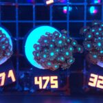 Alveopora spongiosa BLUE CENTER (475)