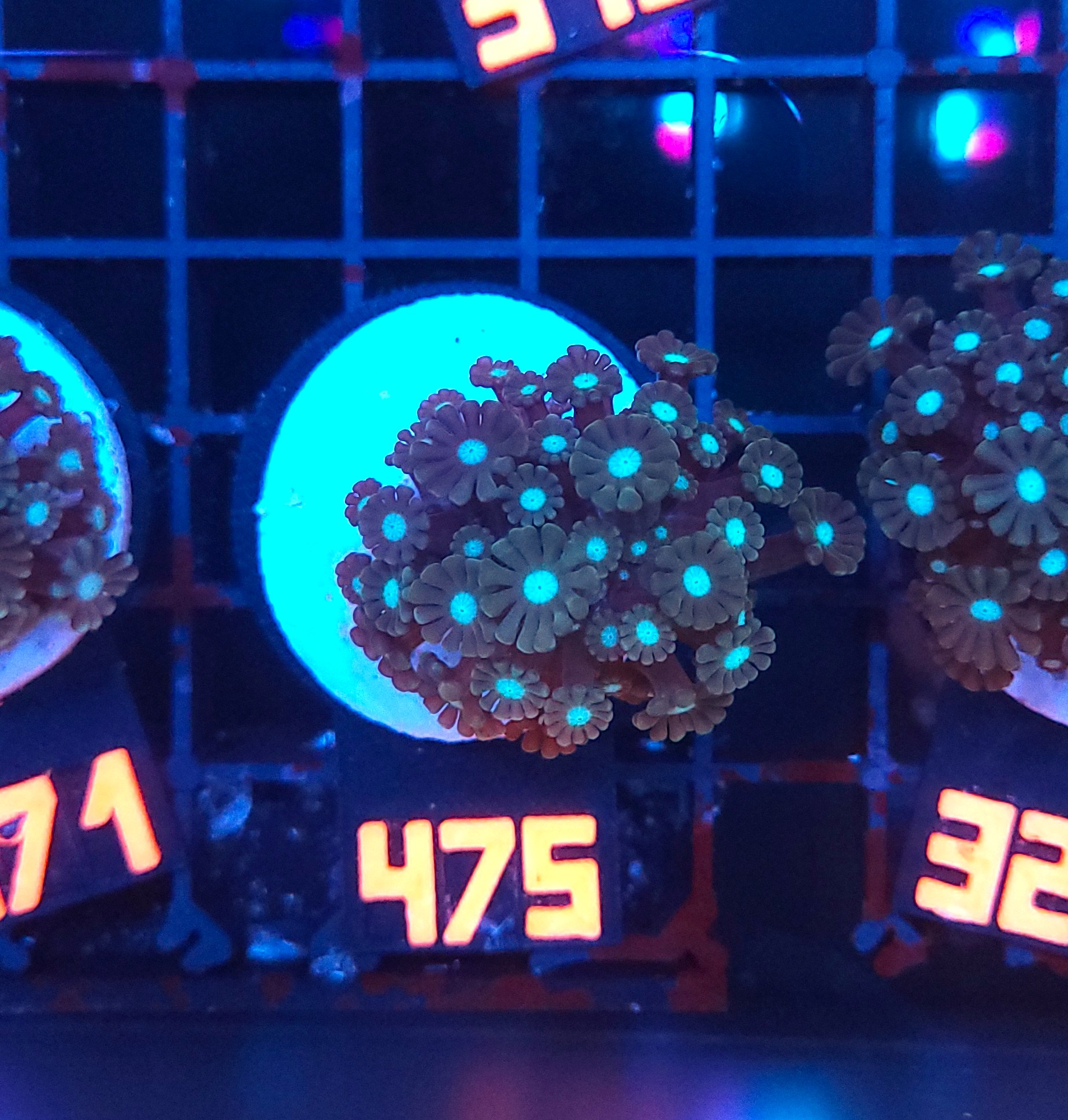 475 Alveopora spongiosa BLUE CENTER (475) - obrazek 1
