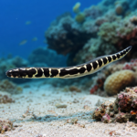 Pholidichthys leucotaenia M