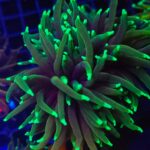 Euphyllia glabrescens dragon soul 3h (003)
