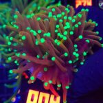 Euphyllia glabrescens indo gold 2h (004)