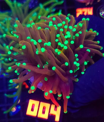 Euphyllia glabrescens indo gold 2h (004)