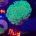 Euphyllia paraancora 2h (008)
