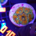 Acanthastrea Bowerbanki (010)
