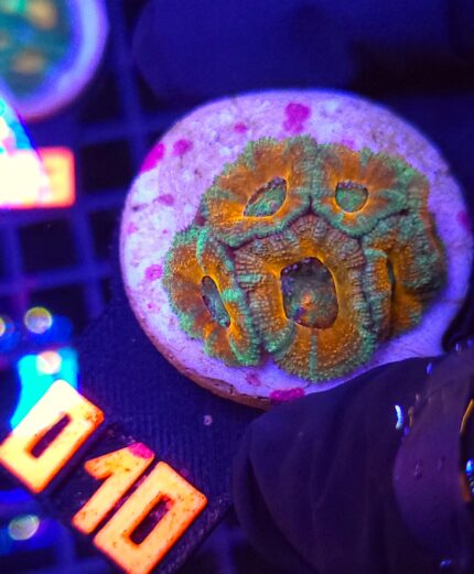 Acanthastrea Bowerbanki (010)