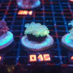 Goniopora Fluo (015)