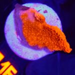 Montipora Capricornis Red (016)