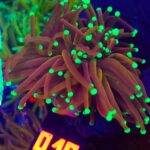 Euphyllia glabrescens indo gold 3h (019)